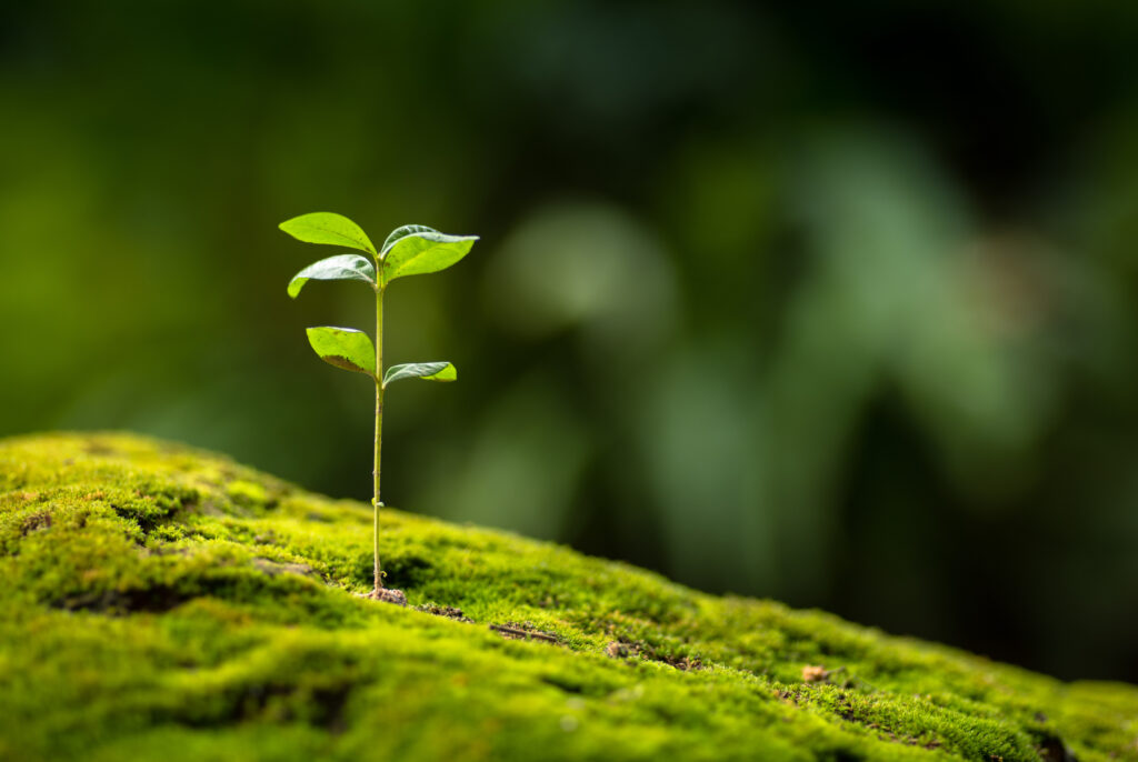 Green Deal regulatory adaptation and AI roadmap
